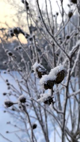 Close-up of delicate winter branches blanketed in fresh snow, featuring frost-covered buds and fruits. Soft, natural morning light creates a serene, peaceful atmosphere. Background shows a blurred icy