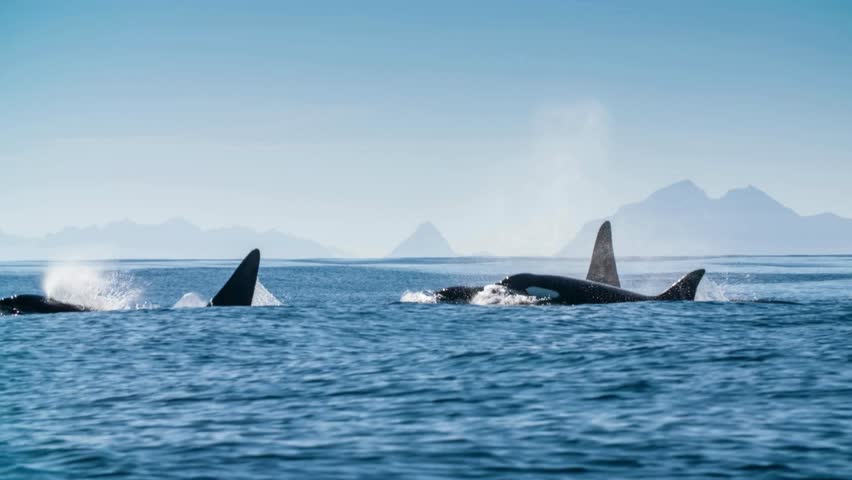 A pod of killer whales (Orcinus orca) surfaces for breath near snow-covered mountains