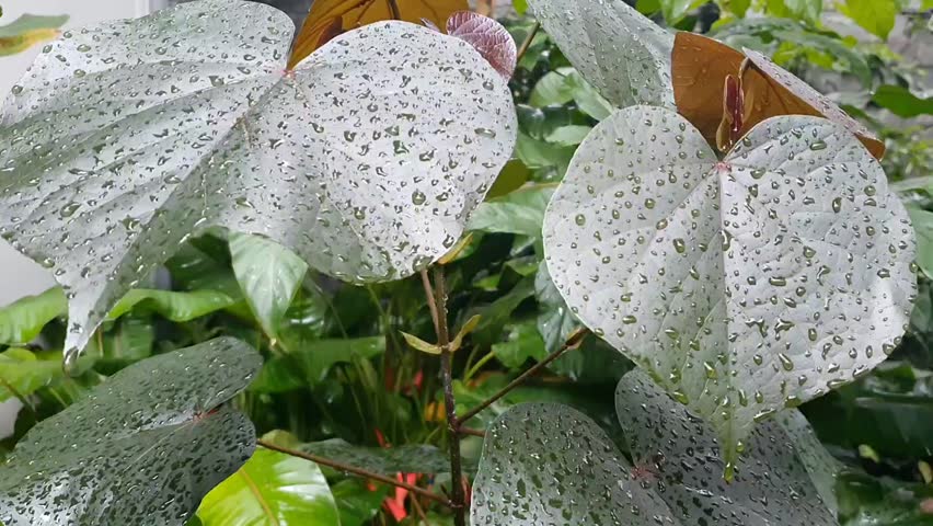 Purple Toned Leaves with Rain Droplets Moving Gently in the Wind
