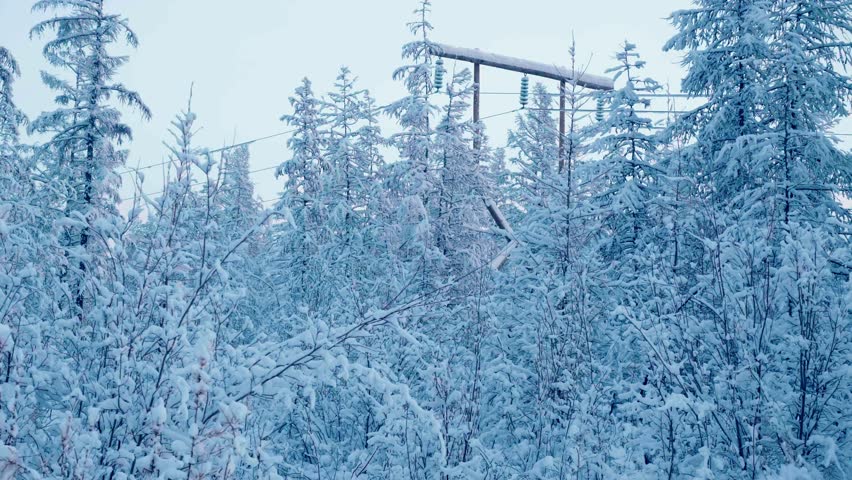 Snow-covered evergreen forest with power lines visible against a gray sky. A serene, wintry landscape evokes a sense of quiet solitude.