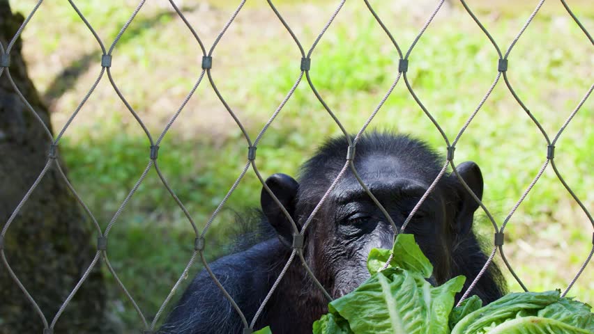 A captive chimpanzee sits behind a chain-link fence, calmly eating a head of lettuce.