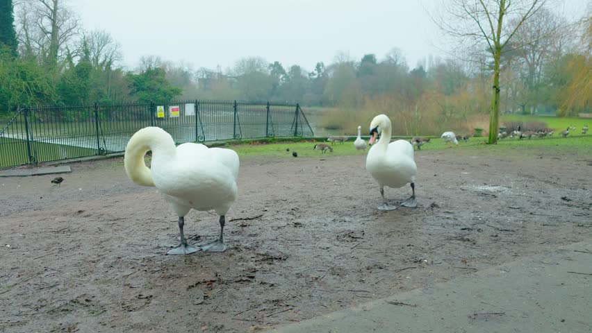 Swans standing on muddy shore near city pond. Overcast weather surrounding urban park with calm water and birds resting. Quiet city landscape with swans gathering near pond on cloudy day