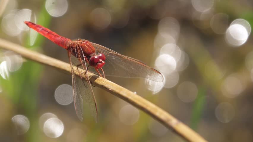 Closeup view of bright red dragonfly perched on reed near water with bokeh background. Quickly takes off