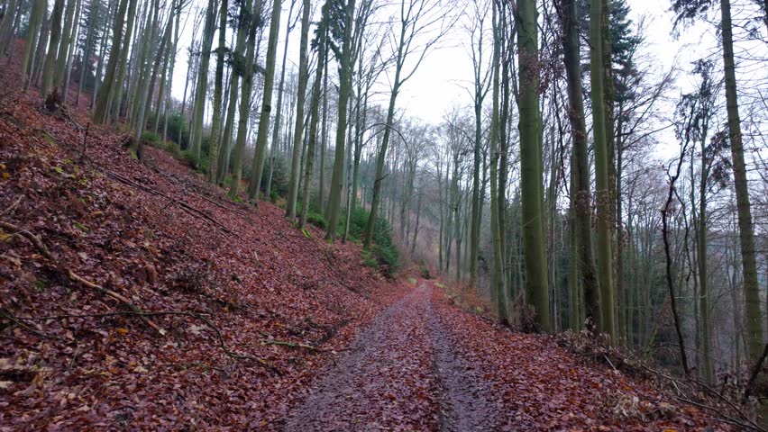 Autumn forest path covered with wet leaves, slow walk.
Moody outdoor scene capturing calm movement through woods.