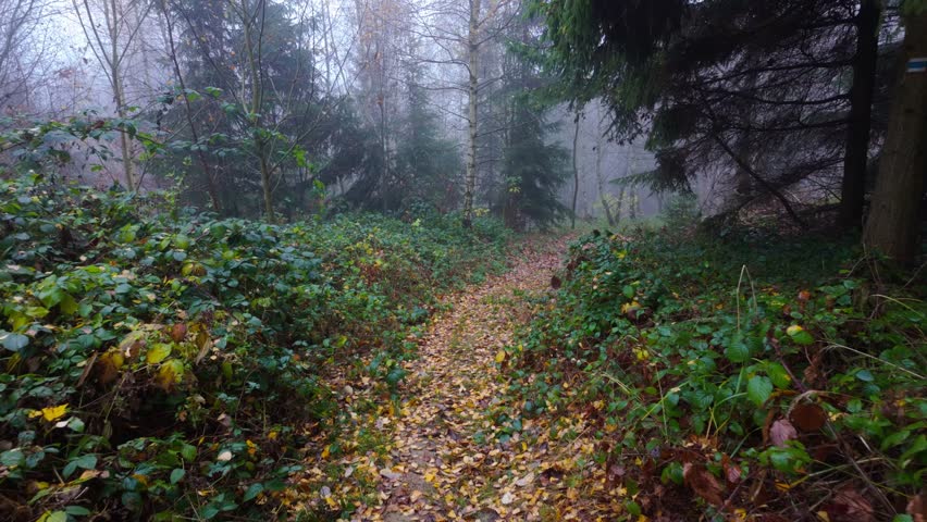 Autumn walk on a wet forest path surrounded by fog.
Moody landscape with fallen leaves and humid forest air.