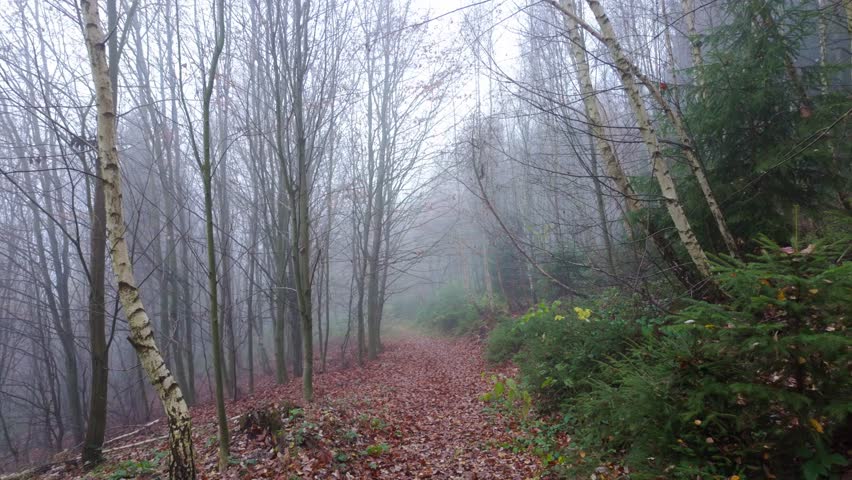 Wet forest trail in autumn, fallen leaves and light fog.
Peaceful walking scene in damp woodland atmosphere.