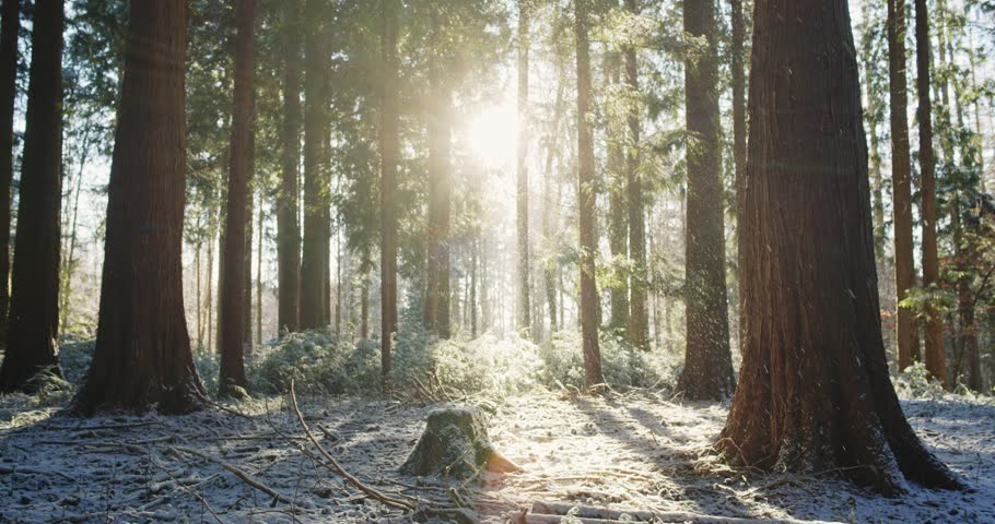 Sunlight streams through giant sequoia (Sequoiadendron giganteum) trees in a winter forest. Wide angle, backlit scene, real time video, light snowfall, no people