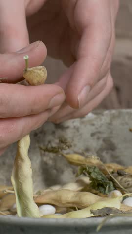Woman chef hands shell beans from dry pods, placing them in metal bowl. Empty shells and fresh beans fill bowl. Worn wooden table adds homely touch to cooking process