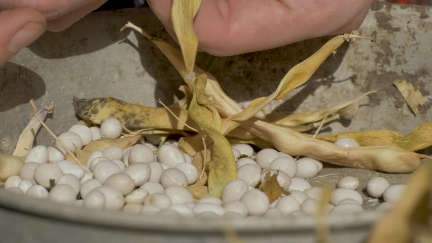 Artisan hands carefully shell beans from pods. Metal bowl holds bean and empty dry pod. Weathered wooden table shows signs of continuous work