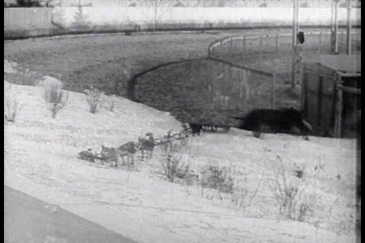 1930s - A variety of dogs do a variety of tasks in the 1930s.