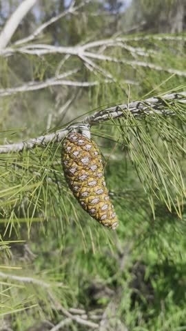 Close-up of a young pine cone on a spruce tree branch in a sunny forest. Bright green needles, natural textures, and forest details. Perfect for nature, forest, trees, pine cone, greenery, outdoor,