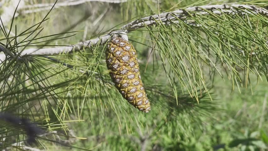 Close-up of a young pine cone on a spruce tree branch in a sunny forest. Bright green needles, natural textures, and forest details. Perfect for nature, forest, trees, pine cone, greenery, outdoor,	