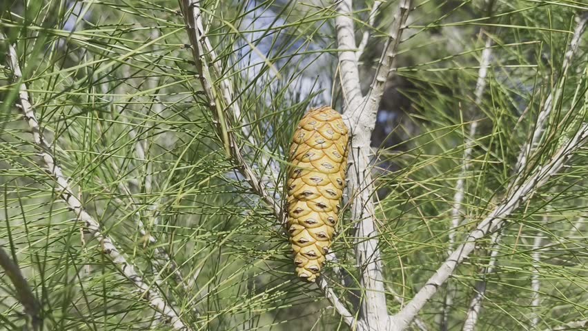  Close-up of a young pine cone hanging on a young spruce tree in a sunny forest. Ideal for nature, forest, trees, pine cone, greenery, outdoor, sunlight, botanical, woodland, seasonal growth