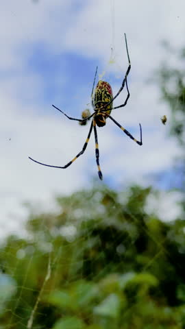Joro spider (female) on the web in a forest