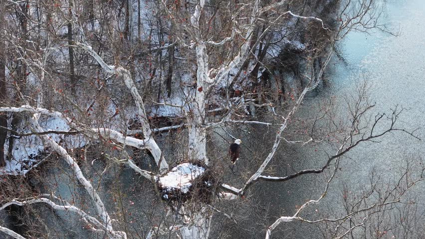 An aerial drone shot captures a bald eagle perched on a bare tree over icy blue water at Hoover Reservoir during winter.