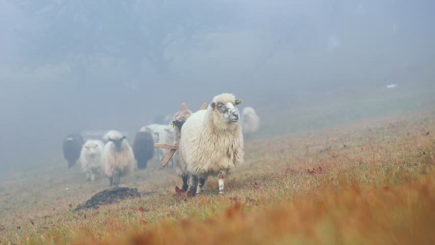 Flock of sheep grazing on a misty autumn meadow in the high mountains, domestic animals walking on a foggy field with dry grass at daytime