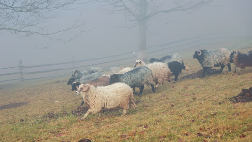 Group of sheep running on a foggy autumn field near wooden fence, rural mountain landscape with domestic animals in misty environment
