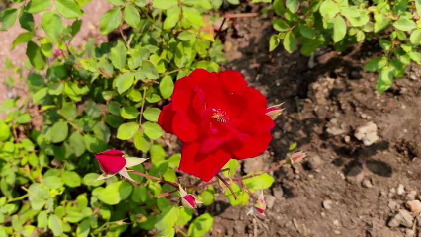 Top view of a vibrant red rose blooming in a garden with small buds and green leaves.