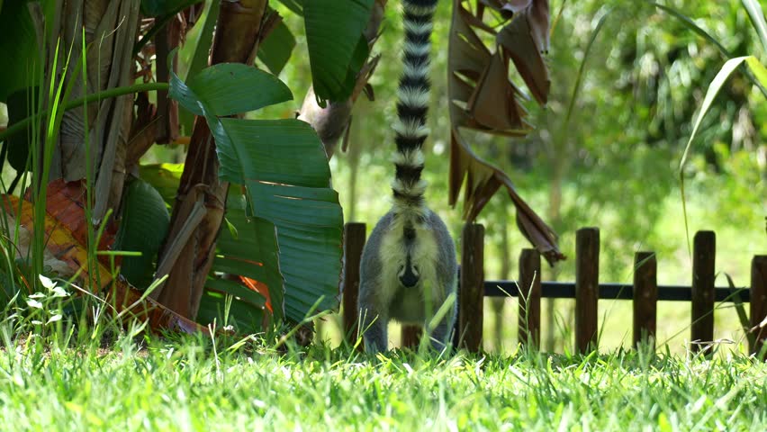 A Ring-tailed lemurs (Lemur catta) with long tail, looking around the surroundings, and slowly walking out of the scene, close up shot.