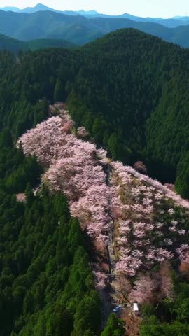 Aerial vertical fly Japan Cherry Blossom pink flowers in Spring at Mount Yoshino landscape