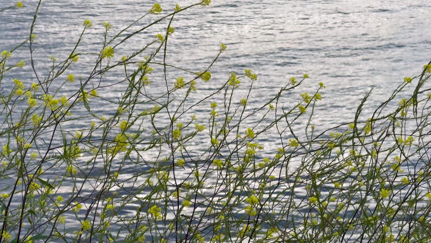 Yellow flowers gently sway in the wind in subtle slow motion, with a calm ocean stretching across the background. A serene coastal scene emphasizing stillness, balance, and natural rhythm.