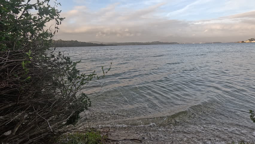 Footage shows beach vegetation along the shoreline as gentle waves lap against the shore. The camera captures the close-up details of plants, water, and ripples. Slider shot