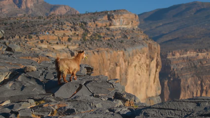 A lone brown goat stands on the rugged, rocky edge of the vast Wadi Ghul canyon in the Hajar Mountains of Oman. The deep canyon walls are illuminated by bright sunlight, showcasing the dramatic, arid