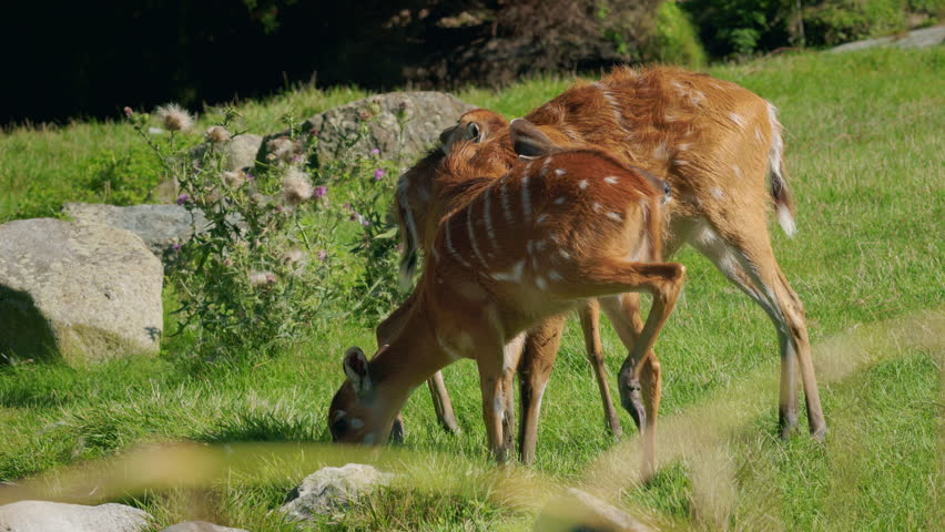 Sitatunga antelopes grazing on fresh green grass, striped brown fur and relaxed feeding behavior captured in natural daylight within wetland landsca. High quality 4k footage