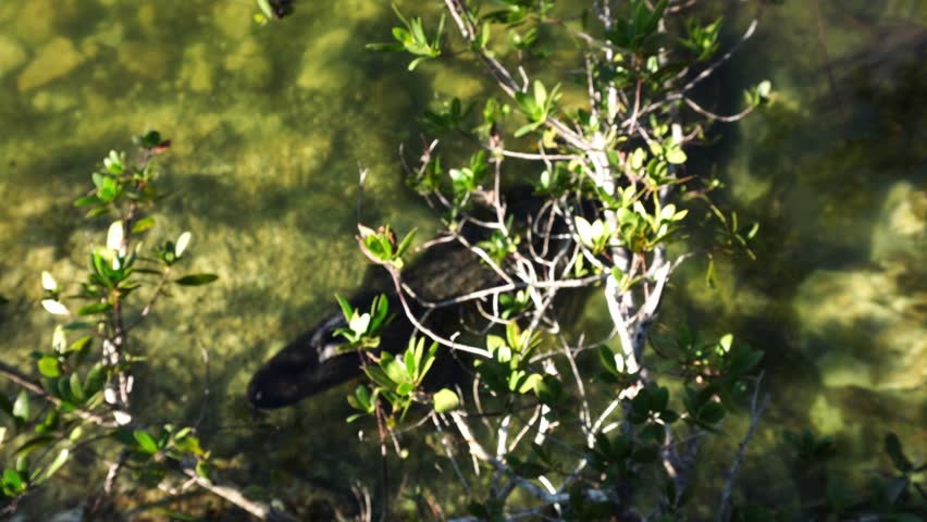 An alligator motionless in translucent water sits there in front of some branches with a few leaves. The whole scene unfolds along the edge of a lake on a sunny day.