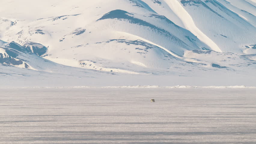 Courtship between two polar bears, male and female, playing against majestic arctic scenery in Svalbard