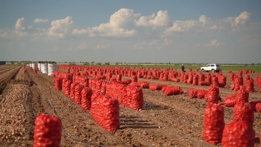 Rows of harvested onions packed in red mesh bags placed on dry soil field under blue sky with clouds, white pickup truck visible in distance during sunny day outdoors.