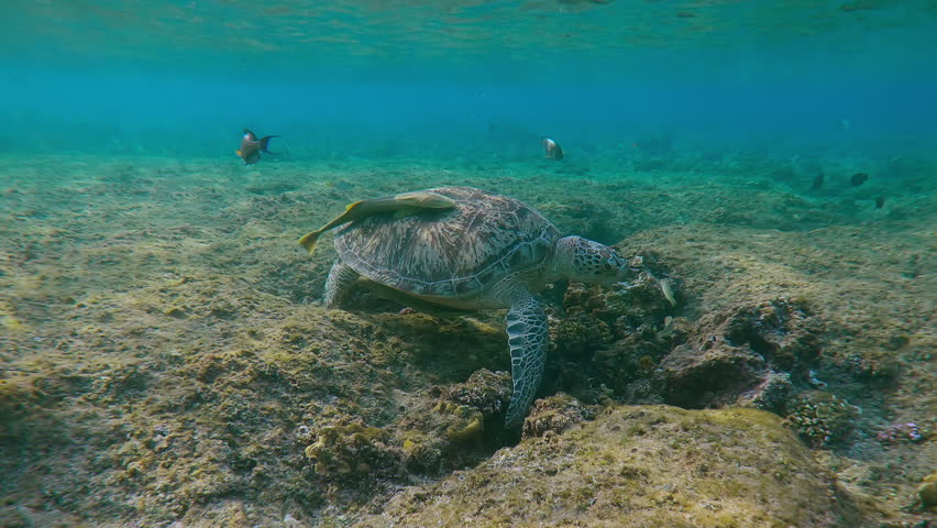 Sea turtle feeding eating small algae on coral slab in shallow water in morning sun light, Slow motion of Great Green Sea Turtle, Chelonia mydas