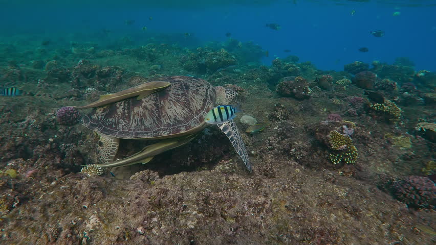 Red Sea Clown Surgeonfish, Acanthurus sohal swims around and attacks a Great Green Sea Turtle, Chelonia mydas, turtle eating small algae from the top of coral reef in the morning time