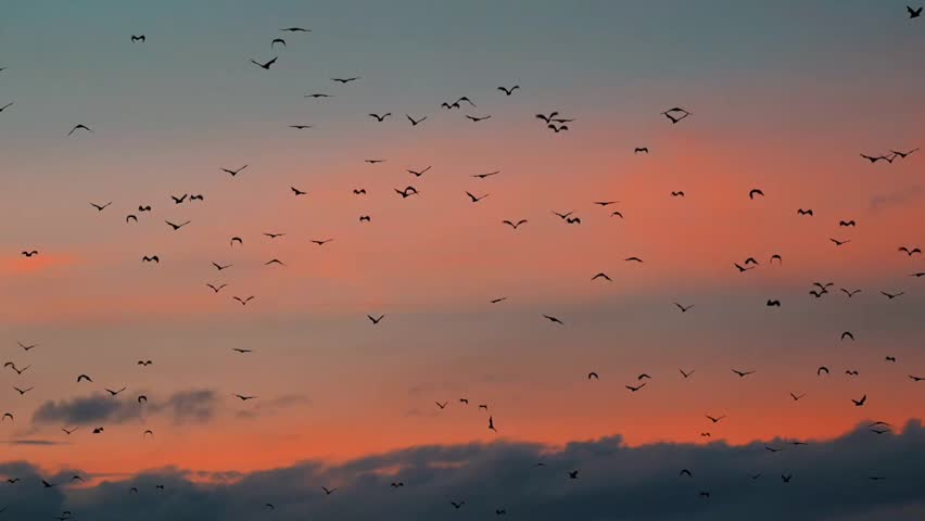 Thousands of large fruit bats flying over the ocean at sunset near Kalong Island in Komodo, Indonesia.