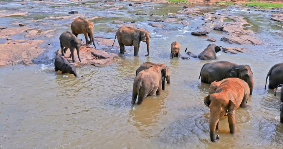 Sri Lanka wildlife reserve. Elephants bathing in river