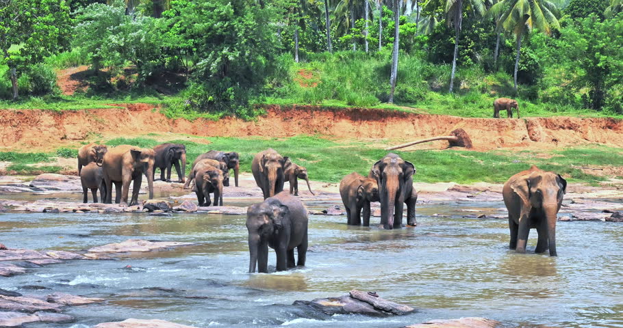 Elephants in Sri Lanka. Travel to Asia for animals safari and wildlife nature
