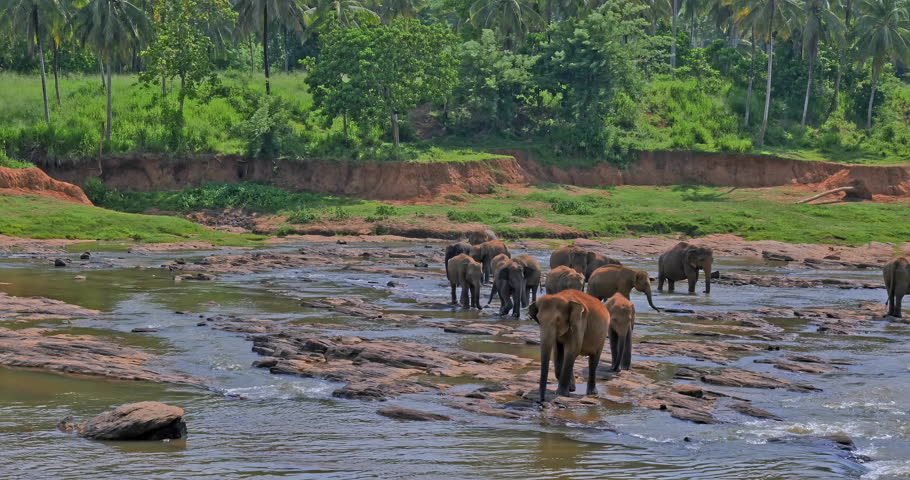 Sri Lanka wild nature. Elephants large group in Pinnawala park
