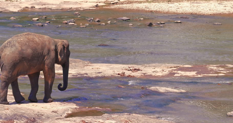 Big asian elephants walk along river water flow in Sri Lanka wild nature park