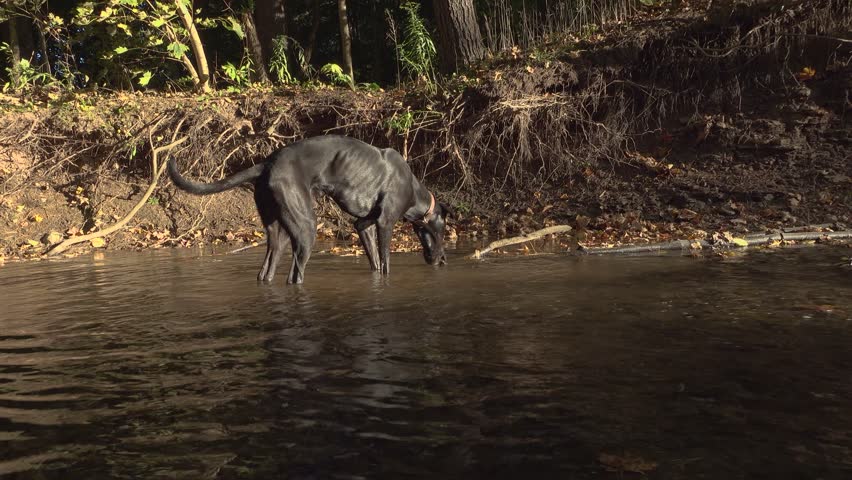 A black dog playing with a stick in a sunny creek with exposed roots on the riverbank walks past the camera.