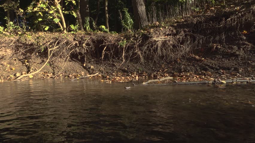 A big black dog walks across a sunny creek in a forest with exposed roots on the riverbank.