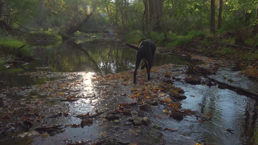 A black dog walks around in a beautiful sunlit creek in a forest with colourful Autumn leaves on the rocks and water.