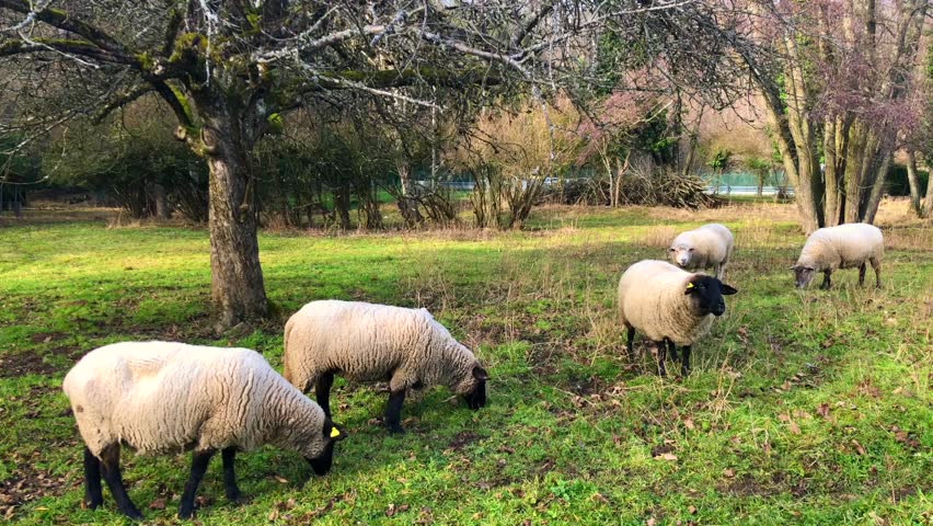 White sheep with black heads grazing on a green meadow near a tree. Peaceful rural landscape capturing farm animals, natural pasture, countryside life, and traditional agriculture in a calm outdoor setting.