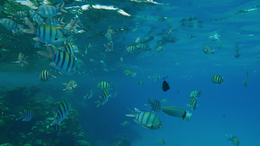 Shoal of Five-banded sergeant major fish swim under the surface of turquoise water near a coral reef, slow motion, School of Indo-Pacific sergeant, Abudefduf vaigiensis