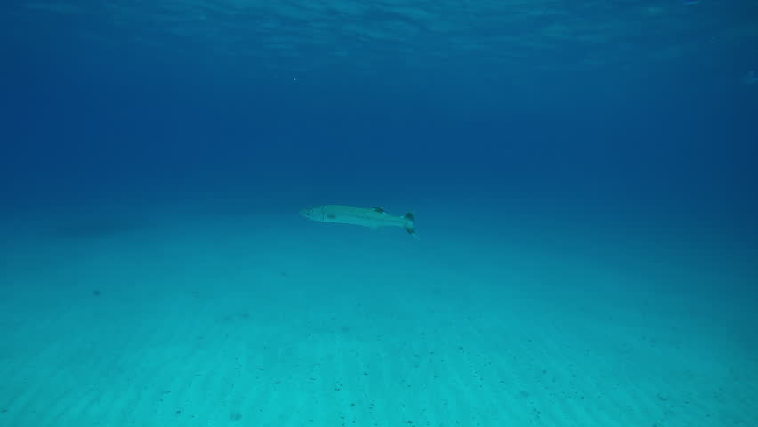 A lone Great Barracuda swims in the blue depths above the sandy seabed, Slow motion of Great Barracuda or Barra, Sphyraena barracuda