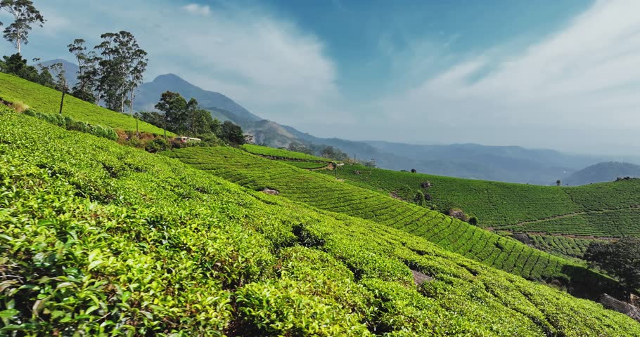 Aerial view of expansive tea plantations in Munnar, Kerala, India. with lush green tea bushes covering rolling hills under a bright blue sky, highlighting the region’s rich agricultural landscape.