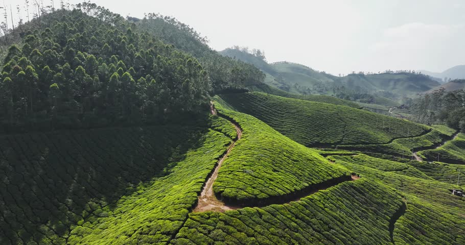 Aerial view of expansive tea plantations in Munnar, Kerala, India. with lush green tea bushes covering rolling hills under a bright blue sky, highlighting the region’s rich agricultural landscape.