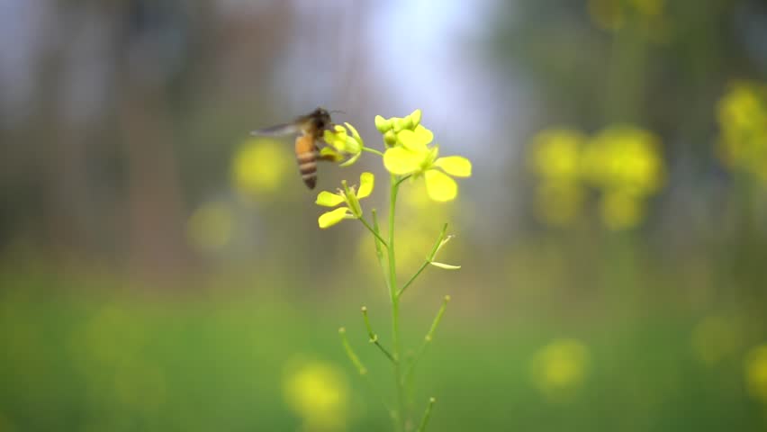 Honey Bee Flying and Polinating on Yellow Mustard Flowers in the Field