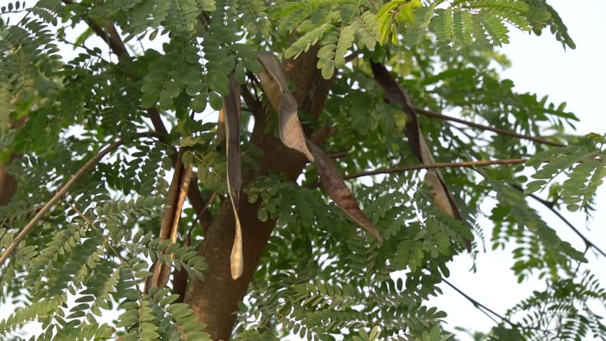 Large Seed Pods on a Green Tree. slow motion