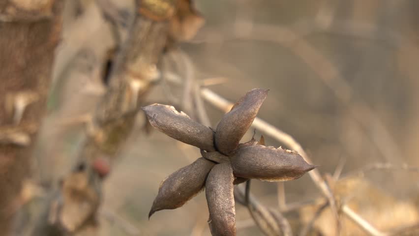 Macro Detail of a Dry, Star-Shaped Seed Pod. Slowmotion
