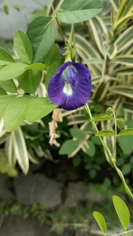 Vibrant blue butterfly pea flower in bloom with white-yellow center, green variegated leaves in tropical garden. Natural beauty close-up.